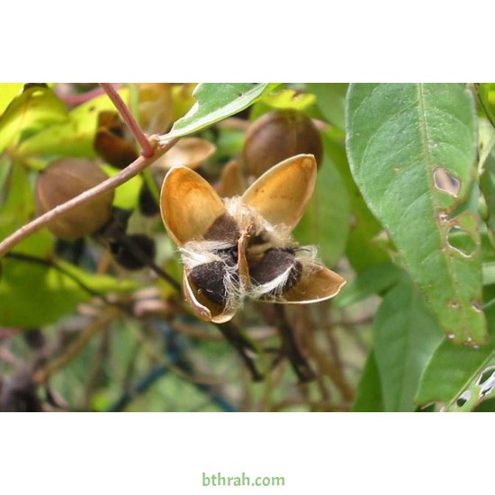 بذور متسلقة ست الحسن (Ipomoea Cairica) بذور متسلقة ست الحسن (Ipomoea Cairica)
