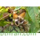 بذور متسلقة ست الحسن (Ipomoea Cairica) بذور متسلقة ست الحسن (Ipomoea Cairica)