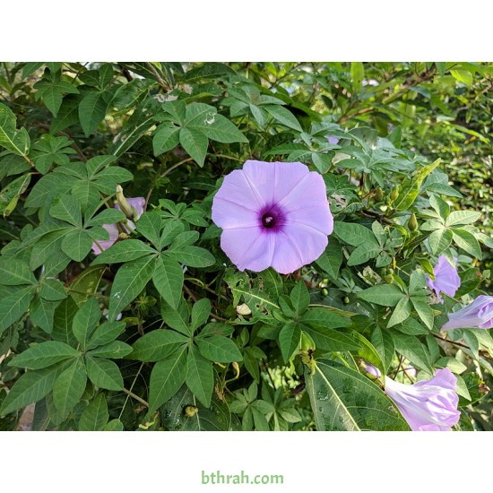 بذور متسلقة ست الحسن (Ipomoea Cairica) بذور متسلقة ست الحسن (Ipomoea Cairica)