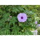 بذور متسلقة ست الحسن (Ipomoea Cairica) بذور متسلقة ست الحسن (Ipomoea Cairica)