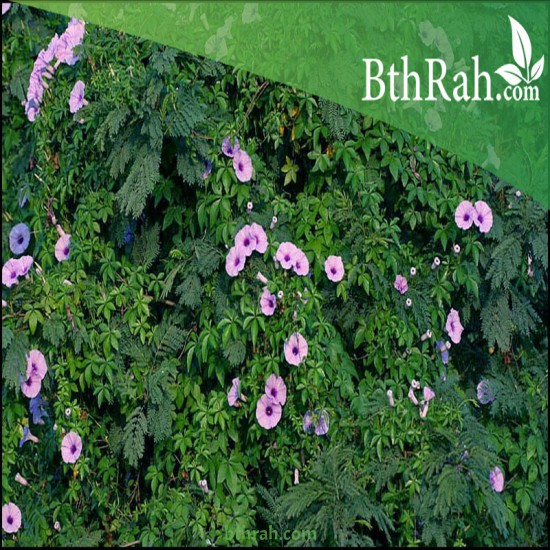 بذور متسلقة ست الحسن (Ipomoea Cairica) بذور متسلقة ست الحسن (Ipomoea Cairica)