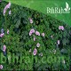 بذور متسلقة ست الحسن (Ipomoea Cairica) بذور متسلقة ست الحسن (Ipomoea Cairica)