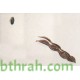 بذور اكاسيا ساليجنا - Acacia saligna بذور اكاسيا ساليجنا - Acacia saligna