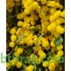 بذور اكاسيا ساليجنا - Acacia saligna بذور اكاسيا ساليجنا - Acacia saligna