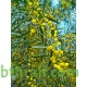 بذور اكاسيا ساليجنا - Acacia saligna بذور اكاسيا ساليجنا - Acacia saligna