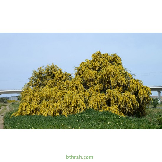بذور اكاسيا ساليجنا - Acacia saligna بذور اكاسيا ساليجنا - Acacia saligna