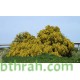 بذور اكاسيا ساليجنا - Acacia saligna بذور اكاسيا ساليجنا - Acacia saligna