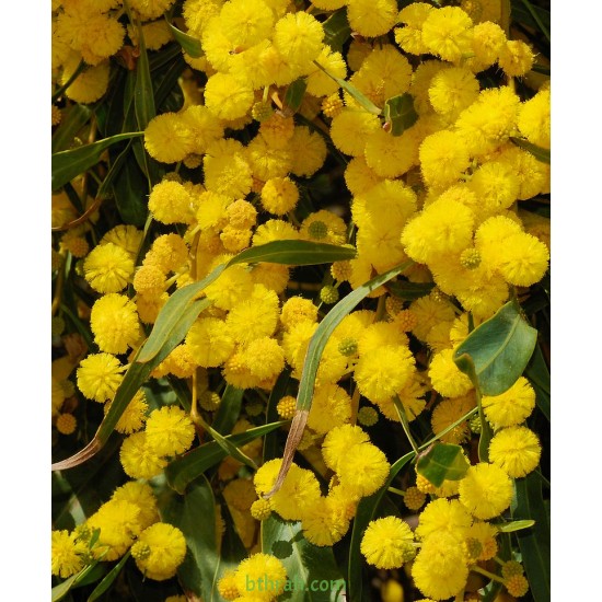 بذور اكاسيا ساليجنا - Acacia saligna بذور اكاسيا ساليجنا - Acacia saligna