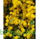 بذور اكاسيا ساليجنا - Acacia saligna بذور اكاسيا ساليجنا - Acacia saligna
