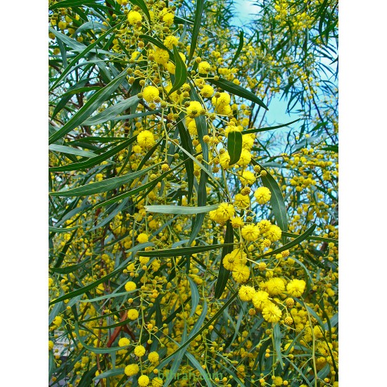 بذور اكاسيا ساليجنا - Acacia saligna بذور اكاسيا ساليجنا - Acacia saligna