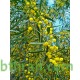 بذور اكاسيا ساليجنا - Acacia saligna بذور اكاسيا ساليجنا - Acacia saligna