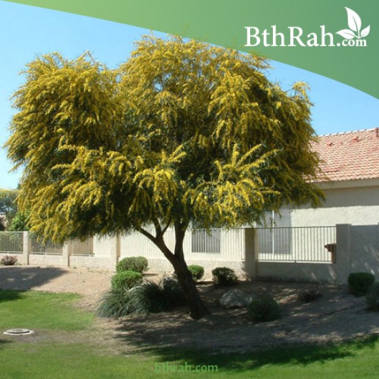 بذور اكاسيا ساليجنا - Acacia saligna بذور اكاسيا ساليجنا - Acacia saligna