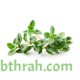 بذور عشبة الزعتر - Thymus vulgaris