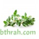 بذور عشبة الزعتر - Thyme بذور عشبة الزعتر - Thyme