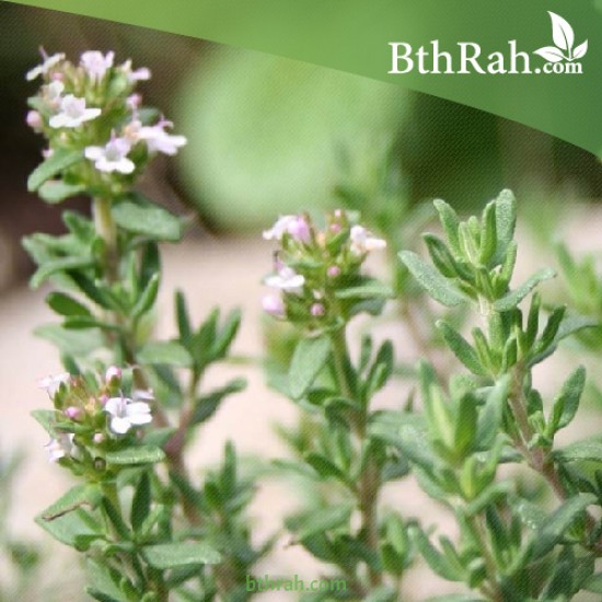 بذور عشبة الزعتر - Thymus vulgaris