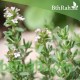 بذور عشبة الزعتر - Thymus vulgaris