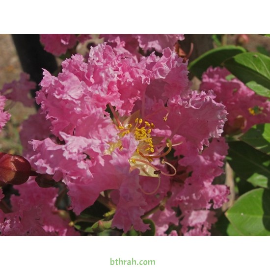 بذور شجرة تمر حنا - Lagerstroemia indica (لون وردي) بذور شجرة تمر حنا - Lagerstroemia indica (لون وردي)