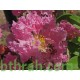 بذور شجرة تمر حنا - Lagerstroemia indica (لون وردي) بذور شجرة تمر حنا - Lagerstroemia indica (لون وردي)