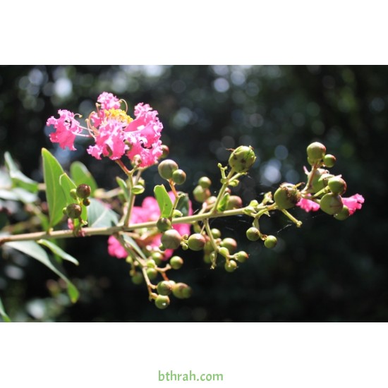 بذور شجرة تمر حنا - Lagerstroemia indica (لون وردي) بذور شجرة تمر حنا - Lagerstroemia indica (لون وردي)