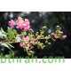 بذور شجرة تمر حنا - Lagerstroemia indica (لون وردي) بذور شجرة تمر حنا - Lagerstroemia indica (لون وردي)
