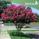 بذور شجرة تمر حنا - Lagerstroemia indica (لون وردي) بذور شجرة تمر حنا - Lagerstroemia indica (لون وردي)