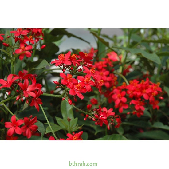 بذور شجرة الجاتروفا - Jatropha integerrima بذور شجرة الجاتروفا - Jatropha integerrima