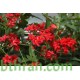 بذور شجرة الجاتروفا - Jatropha integerrima بذور شجرة الجاتروفا - Jatropha integerrima