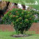 بذور شجرة الجاتروفا - Jatropha integerrima بذور شجرة الجاتروفا - Jatropha integerrima