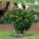 بذور شجرة الجاتروفا - Jatropha integerrima