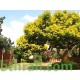 بذور شجرة البلتفورم-البونسيانا الصفراء- Peltophorum Pterocarpum
