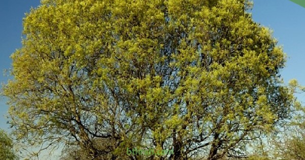 شجرة كاسيا فستيولا