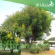 بذور شجرة البلتفورم-البونسيانا الصفراء- Peltophorum Pterocarpum