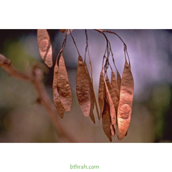 بذور شجرة السرسوع - Dalbergia sissoo بذور شجرة السرسوع - Dalbergia sissoo