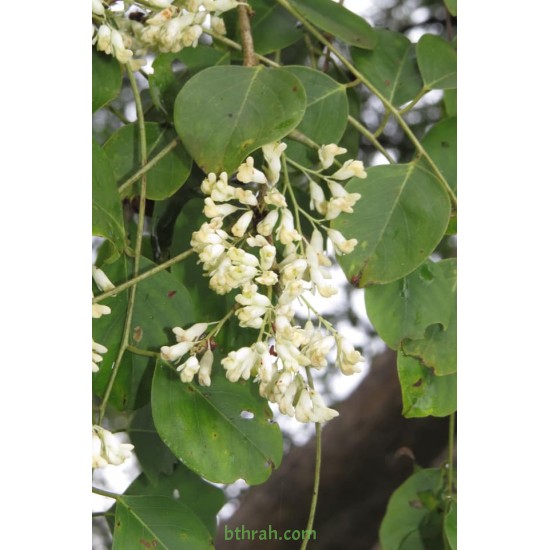 بذور شجرة السرسوع - Dalbergia sissoo بذور شجرة السرسوع - Dalbergia sissoo