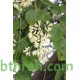 بذور شجرة السرسوع - Dalbergia sissoo بذور شجرة السرسوع - Dalbergia sissoo