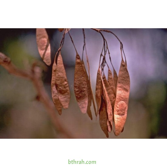 بذور شجرة السرسوع - Dalbergia sissoo بذور شجرة السرسوع - Dalbergia sissoo