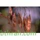 بذور شجرة السرسوع - Dalbergia sissoo بذور شجرة السرسوع - Dalbergia sissoo