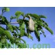 بذور تمر هندي ( Tamarindus indica ) بذور تمر هندي ( Tamarindus indica )