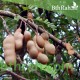 بذور تمر هندي ( Tamarindus indica ) بذور تمر هندي ( Tamarindus indica )
