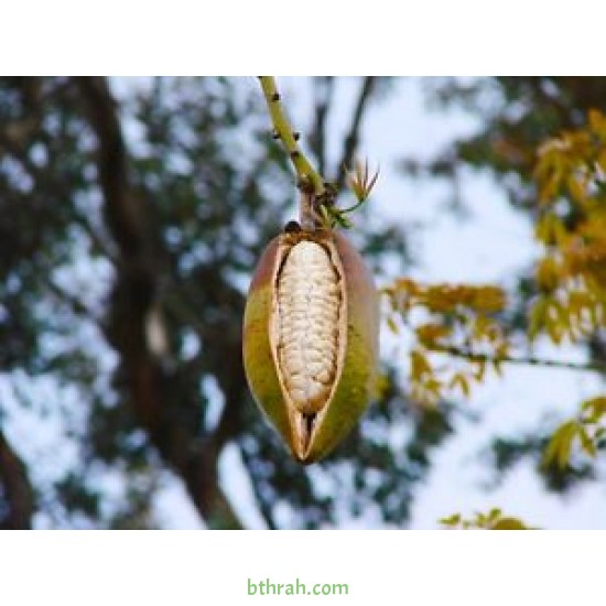 بذور شجرة الكابوك - Ceiba pentandra بذور شجرة الكابوك - Ceiba pentandra