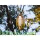 بذور شجرة الكابوك - Ceiba pentandra