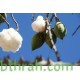 بذور شجرة الكابوك - Ceiba pentandra بذور شجرة الكابوك - Ceiba pentandra