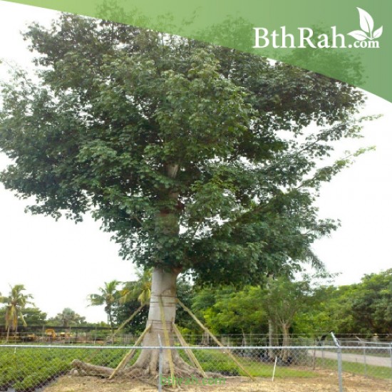 بذور شجرة الكابوك - Ceiba pentandra بذور شجرة الكابوك - Ceiba pentandra
