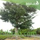 بذور شجرة الكابوك - Ceiba pentandra بذور شجرة الكابوك - Ceiba pentandra