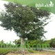 بذور شجرة الكابوك - Ceiba pentandra