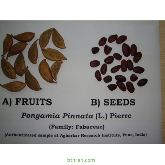 بذور البونجاميا - Derris Indica بذور البونجاميا - Derris Indica
