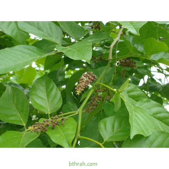 بذور البونجاميا - Derris Indica بذور البونجاميا - Derris Indica