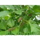 بذور البونجاميا - Derris Indica بذور البونجاميا - Derris Indica