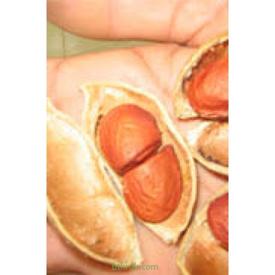 بذور البونجاميا - Derris Indica بذور البونجاميا - Derris Indica