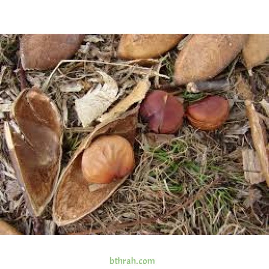 بذور البونجاميا - Derris Indica بذور البونجاميا - Derris Indica